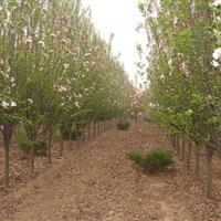 樱花树小苗樱花树基地樱花树价格樱花树苗圃