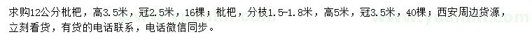 求购高3.5、5米枇杷