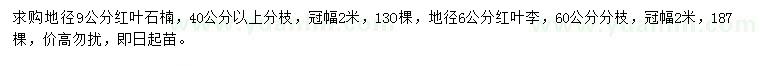 求购地径9公分红叶石楠、地径6公分红叶李