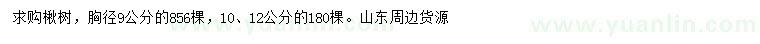 求购胸径9、10、12公分楸树