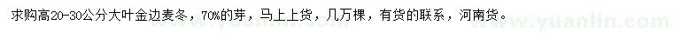 求购高20-30公分大叶金边麦冬