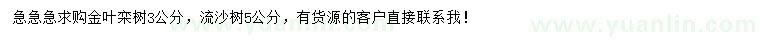 求购3公分金叶栾树、5公分流沙树