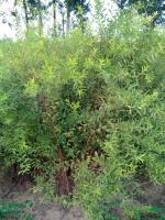 珍珠绣线菊图片\珍珠绣线菊报价