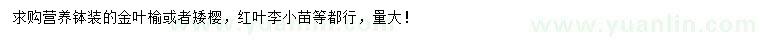 求购金叶榆、矮樱、红叶李小苗