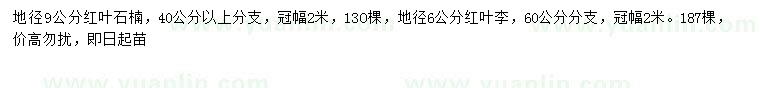求购地径9公分红叶石楠、6公分红叶李