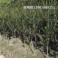 浙江茶梅树|宁波茶梅树价格便宜*新|柴桥茶梅树基地批发