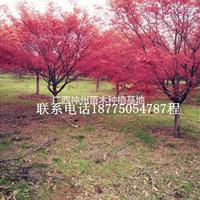 红枫基地直销4公分8公分10公分12公分14公分16公分