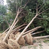 無患子基地 無患子价格更新 無患子价格*新報價