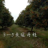 湖北咸宁艺家百年苗木基地供应10-15公分丹桂