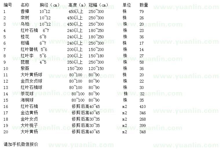 求购香樟、栾树、乌柏等