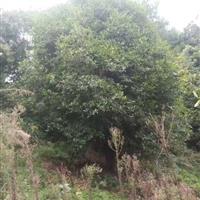 湖北精品丹桂丛生桂花树，湖北丛生桂花批发基地