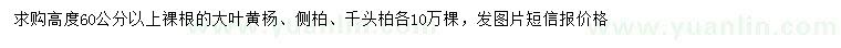 求购大叶黄杨、侧柏、千头柏