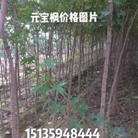 山西地区供应米径1-3公分元宝枫·2-5公分元宝枫价格图片