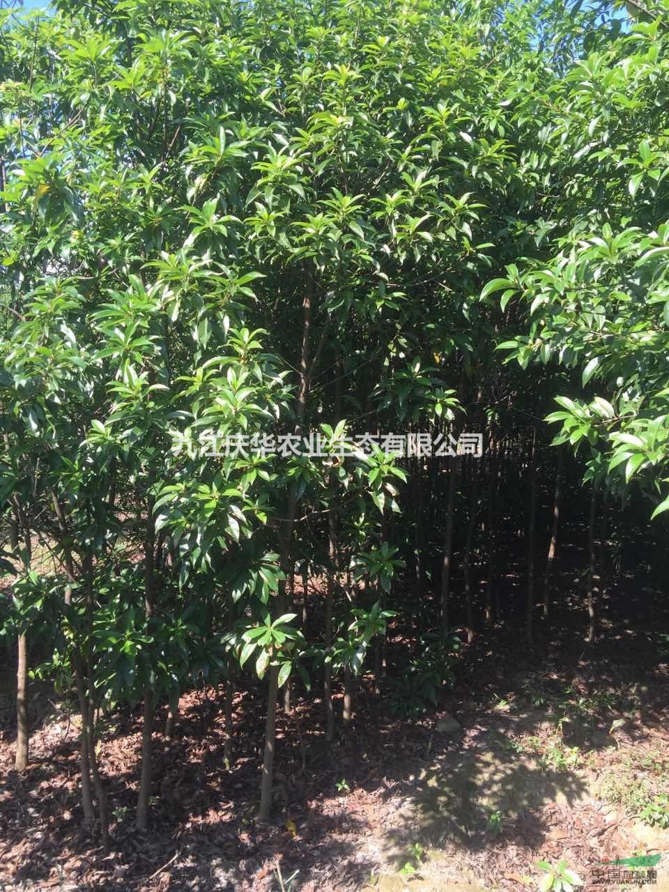江西九江木荷米經2公分價格，米經3公分價格，米經4公分價格