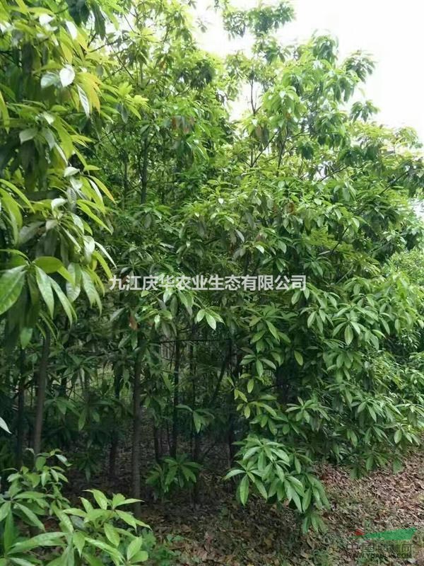 江西木荷米經8-10-12-14-15公分價格，九江木荷基地