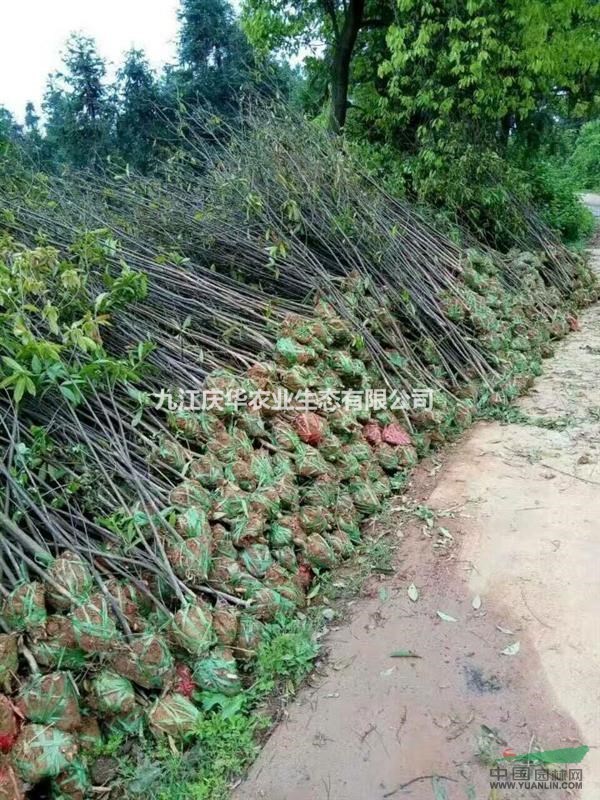 江西木荷米經8-10-12-14-15公分價格，九江木荷基地
