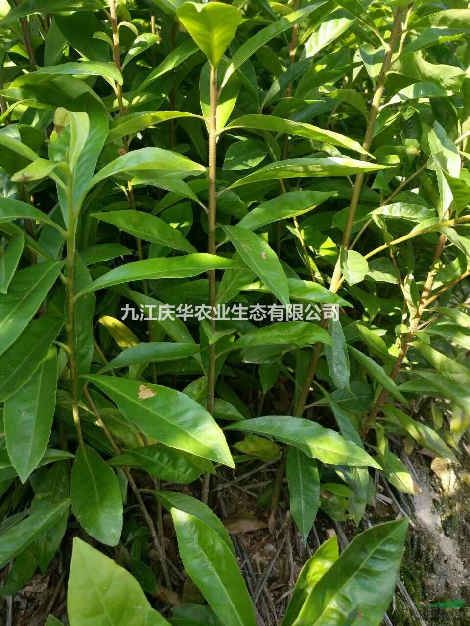 江西九江木荷米經5公分價格，米經6公分價格，米經7公分價格