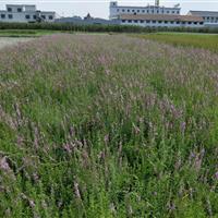 基地大量供应千屈菜