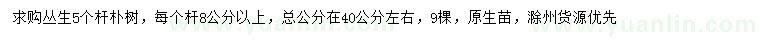 求购丛生5个杆朴树