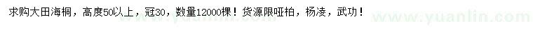 求购高度50公分以上大田海桐