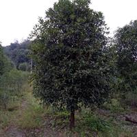 湖北丹桂，7-12公分丹桂价格
