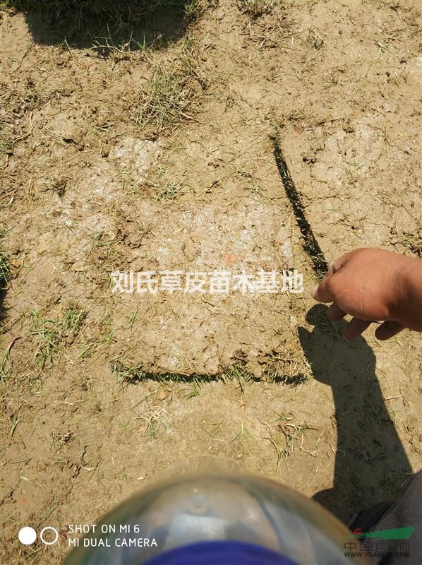 湖南馬尼拉草皮有哪些特點？