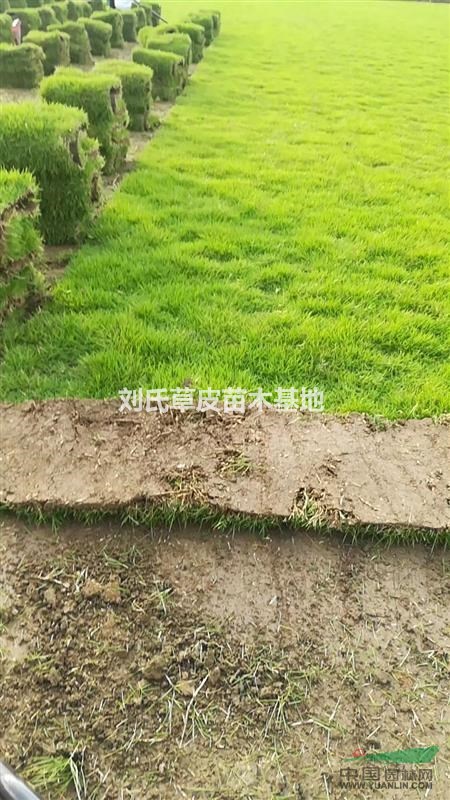 湖南馬尼拉草皮有哪些特點？