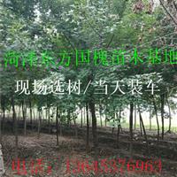 菏泽东方基地出售12-30公分精品皂角树