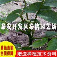 陕核5号核桃苗价格 陕核5号核桃苗批发