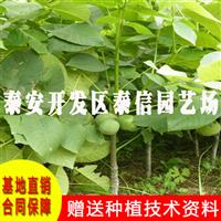 香玲核桃树苗基地 香玲核桃树苗批发