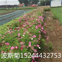 波斯菊价格波斯菊批发采购