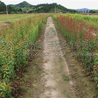 千瓣朱砂梅 梅花小苗、梅花树