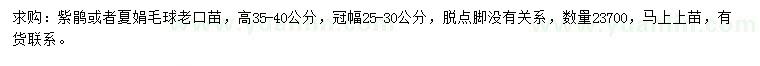 求购高35-40公分紫鹃或夏娟