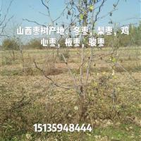 枣树什么地方多？什么地方种植枣树的多？山西枣树基地