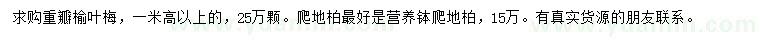 求购高1米以上重瓣榆叶梅、爬地柏