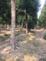 浙江骨架移栽香樟