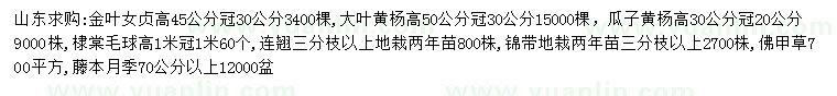 求购金叶女贞、大叶黄杨、瓜子黄杨等