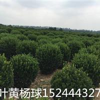 山东大叶黄杨球种植基地