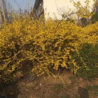 山东连翘种植基地