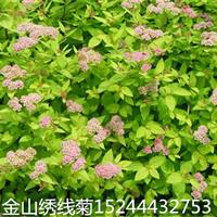 山东金山绣线菊种植基地