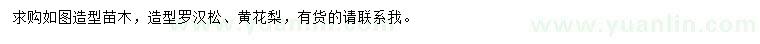 求购造型罗汉松、黄花梨