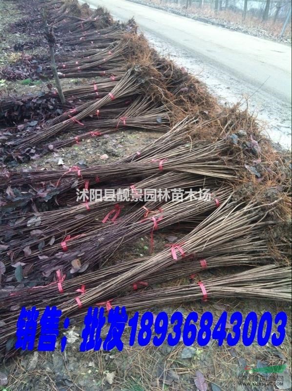 紫葉李苗多少钱一棵，紫葉李苗80公分高哪里有，紫葉李最低价格