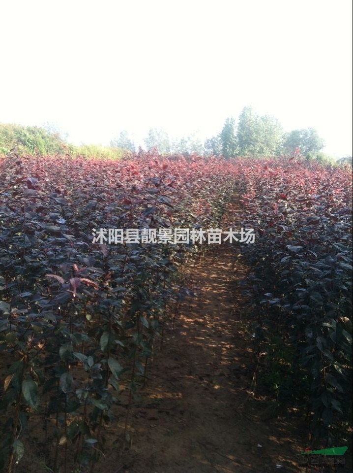 紫葉李苗多少钱一棵，紫葉李苗80公分高哪里有，紫葉李最低价格