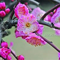 亳州梅花苗梅花树梅花基地_粉皮垂枝梅介绍