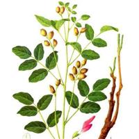 江苏沭阳批发供应药材种子甘草种子 药用紫花地丁种子牛蒡子种子
