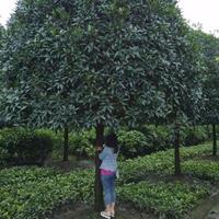 12公分成都桂花报价.成都高杆金桂报价.成都桂花种植基地