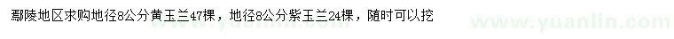 求购地径8公分黄玉兰、紫玉兰