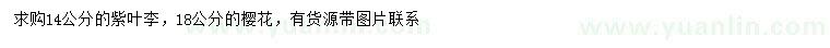 求购14公分紫叶李、18公分樱花