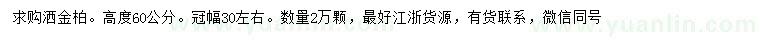 求购高60公分洒金柏