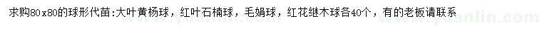 求购大叶黄杨球、红叶石楠球、毛娟球等